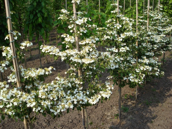 Viburnum plicatum Watanabe 