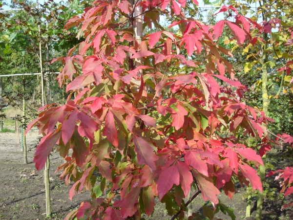 Acer griseum