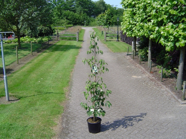 Cornus kousa Weisse Fontaine