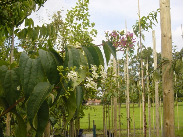 Heptacodium miconioides