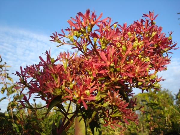 Heptacodium miconioides