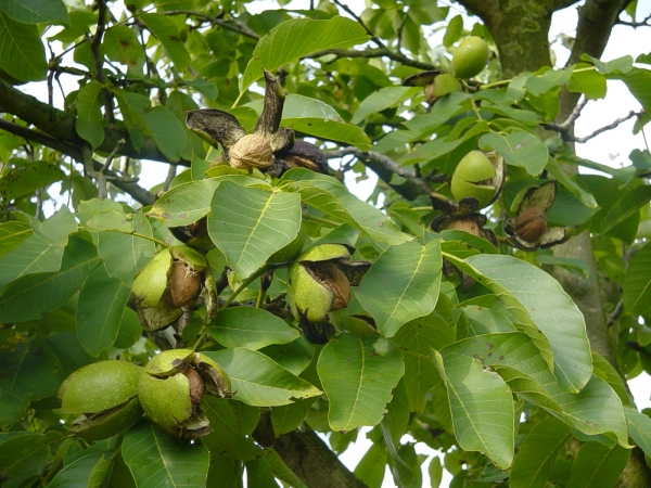 Juglans regia Broadview