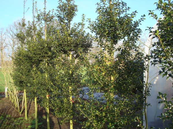 Ilex aquipernyi Dragon Lady