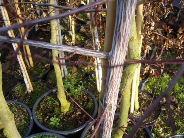 Acer davidii Serpentine