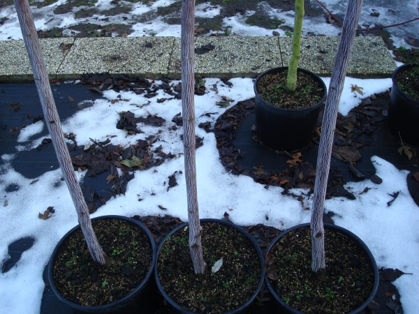 Acer conspicuum Silver Vein