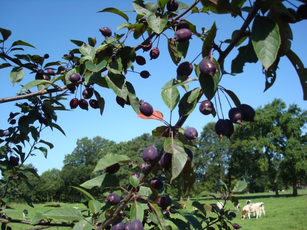 Malus prattii Pourpre Noir