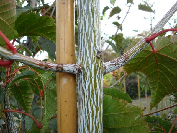 Acer davidii