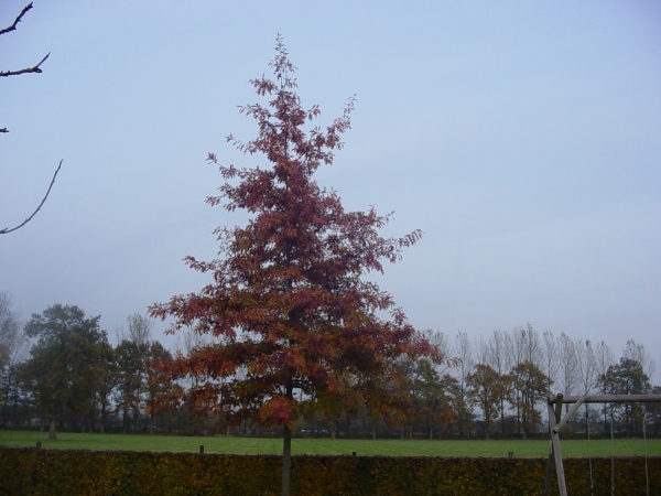 Quercus palustris