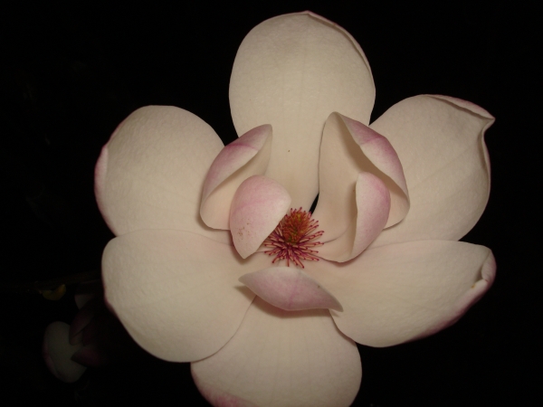 Magnolia Columnar Pink