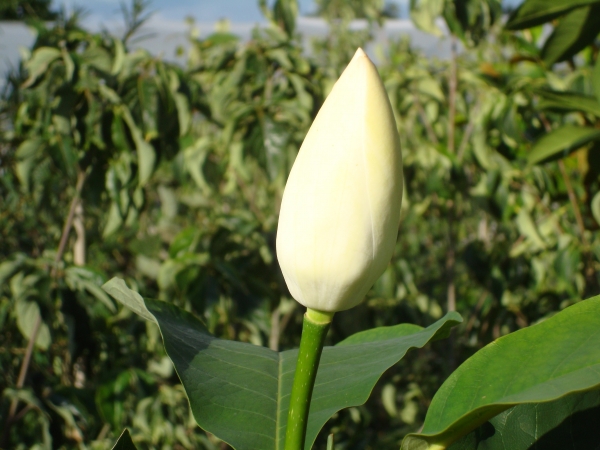 Magnolia x wieseneri Aashild Kalleberg