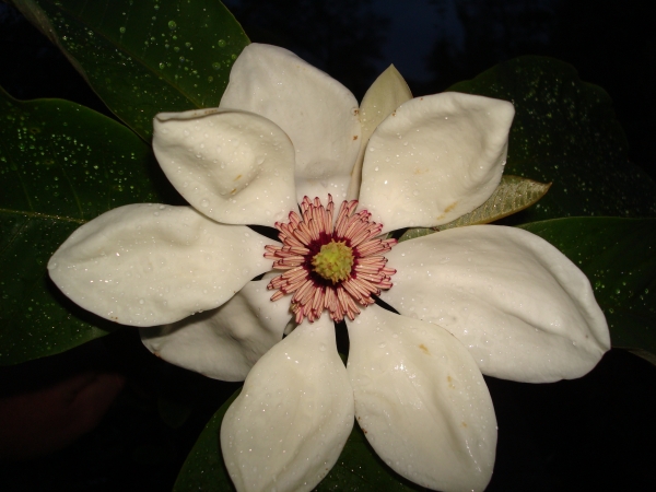 Magnolia x wieseneri Aashild Kalleberg