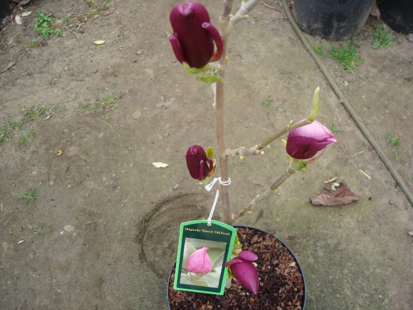 Magnolia March Till Frost