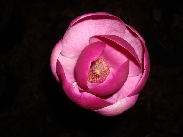 Magnolia March Till Frost