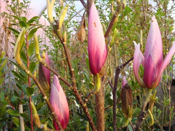 Magnolia Sentinel