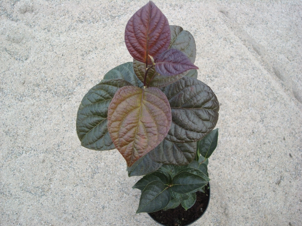 Styrax japonicus Purple Dress