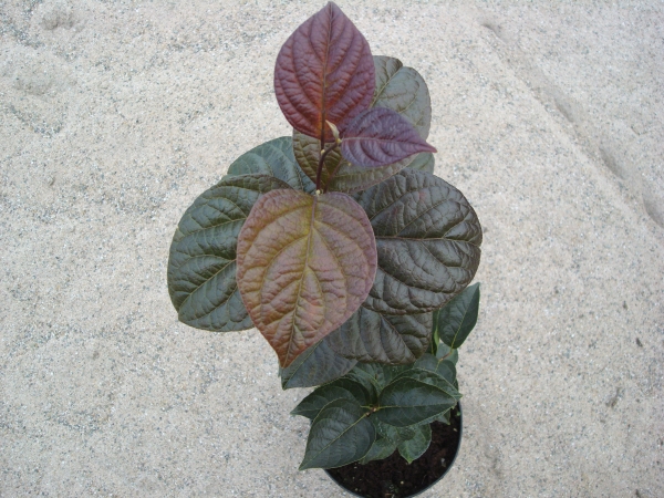 Styrax japonicus Purple Dress