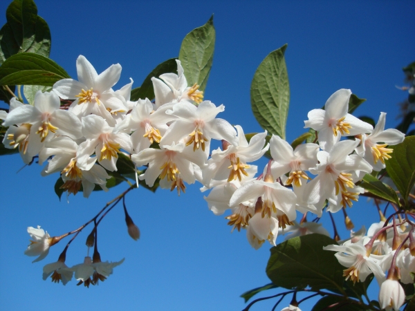 Styrax japonicus Purple Dress