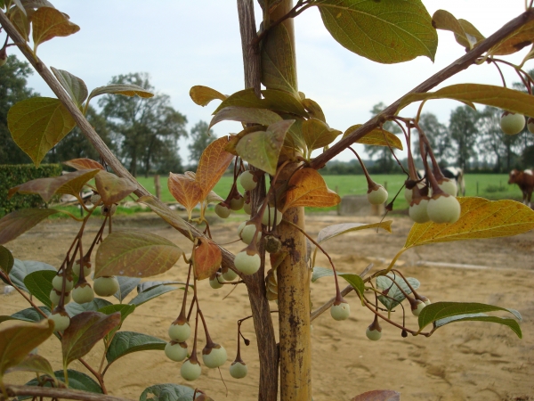 Styrax japonicus Purple Dress