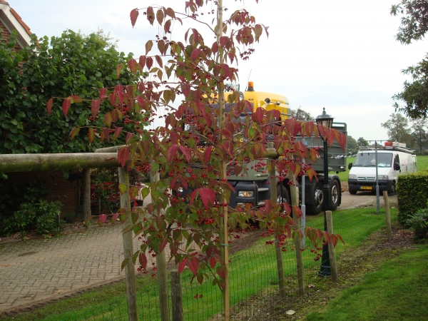 Euonymus oxyphyllus