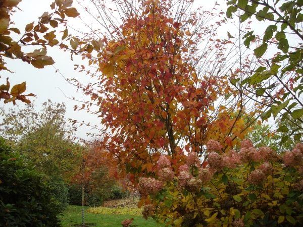 Acer capillipes