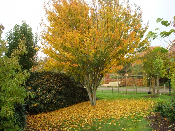 Acer davidii