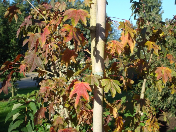 Acer erianthum