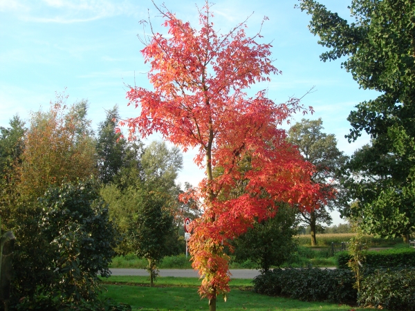 Acer mandschuricum