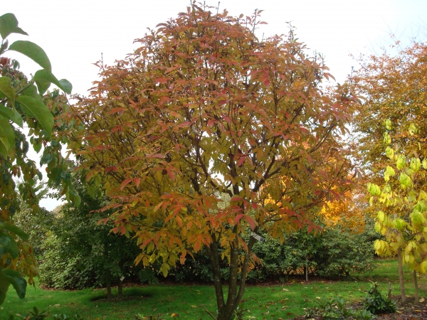 Acer maximowiczianum