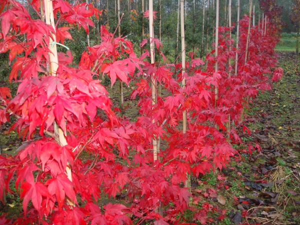 Acer palmatum Osakazuki