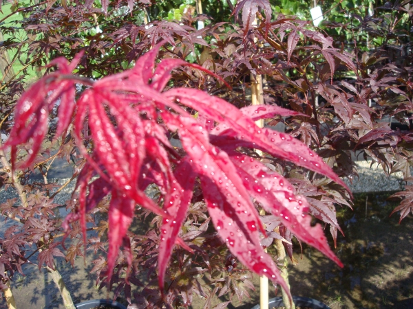 Acer palmatum Red Emperor