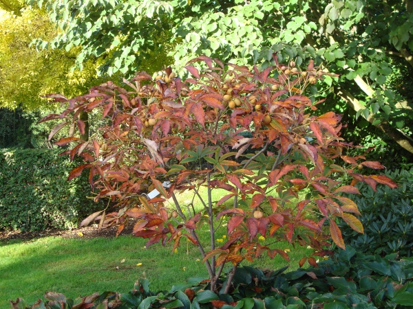 Aesculus neglecta Autumn Fire