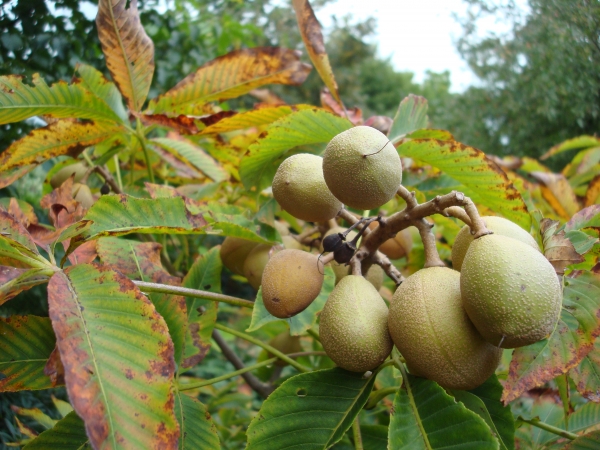 Aesculus neglecta Autumn Fire