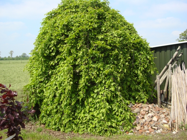 Carpinus betulus Pendula