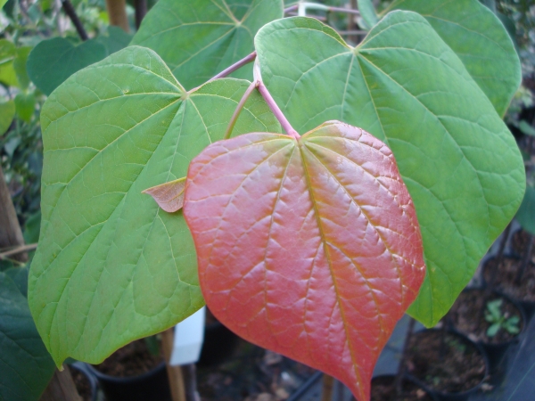 Cercis canadensis Apalachia Red