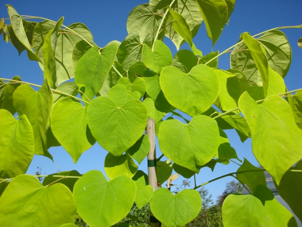 Cercis canadensis Hearts of Gold