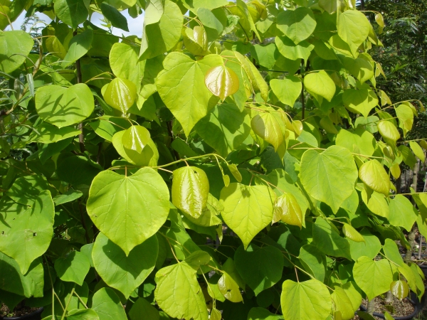 Cercis canadensis Hearts of Gold