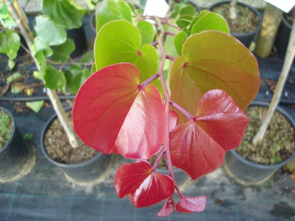 Cercis canadensis Oklahoma