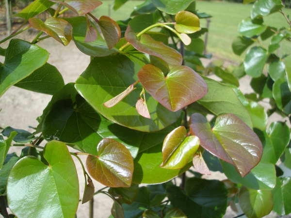 Cercis canadensis Oklahoma