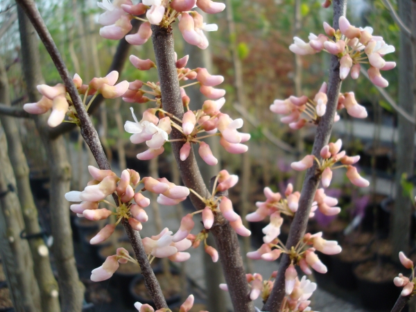 Cercis canadensis Pauline Lily