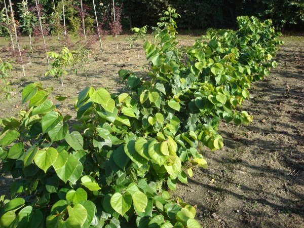 Cercis chinensis Avondale