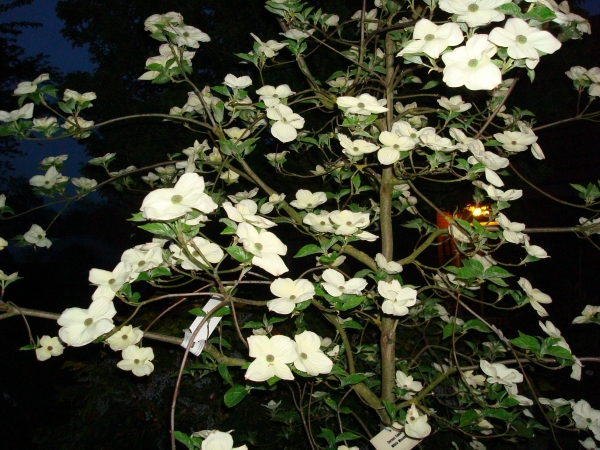 Cornus X Eddie s White Wonder