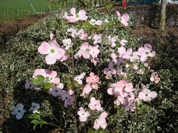 Cornus florida Cherokee Brave