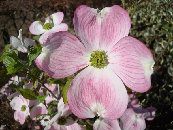 Cornus florida Cherokee Brave