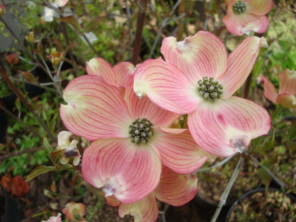 Cornus florida Cherokee Brave