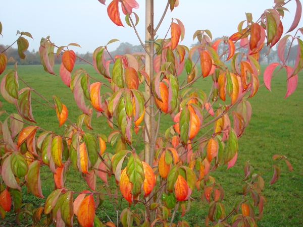 Cornus X Porlock