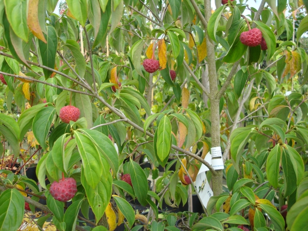 Cornus X Porlock