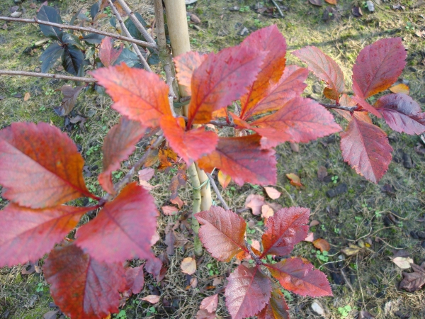 Crataegus crus galli Inermis