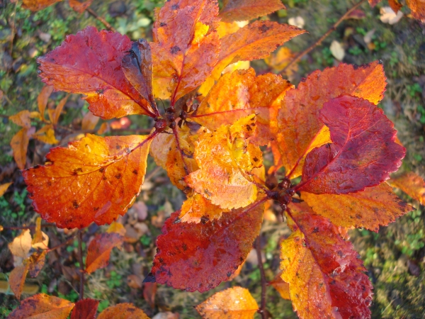 Crataegus crus galli Inermis