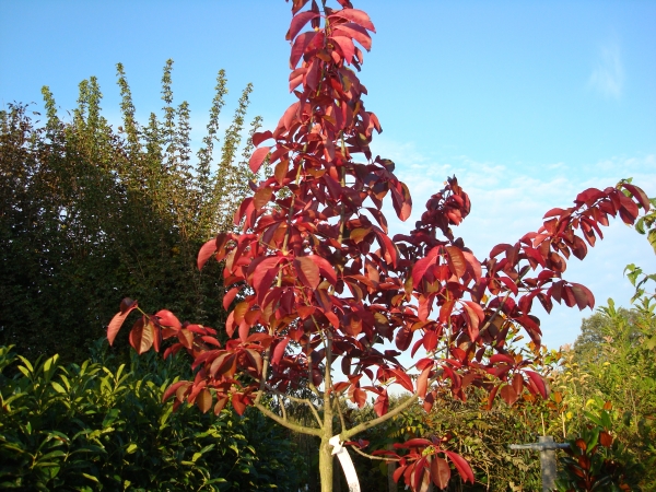 Euonymus grandiflorus Red Wine