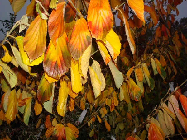 Hamamelis intermedia Arnold Promise